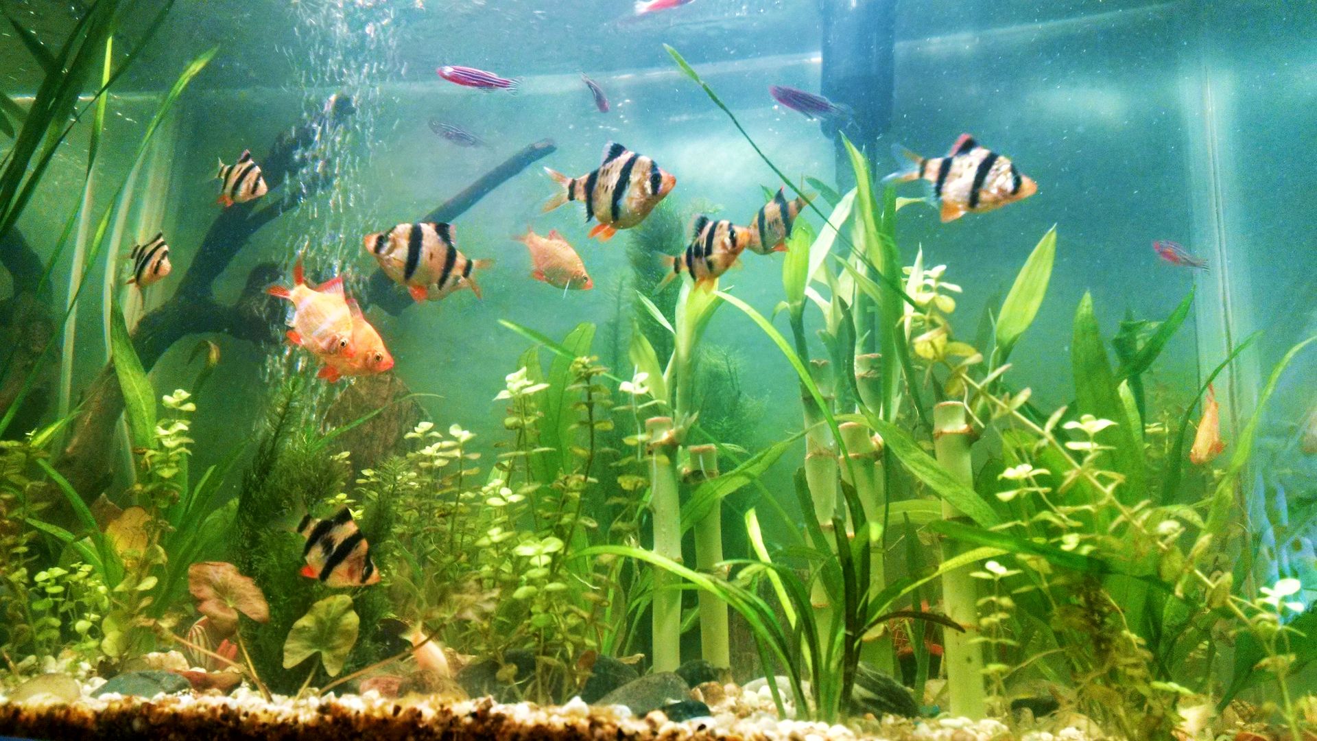 Barb Aquarium