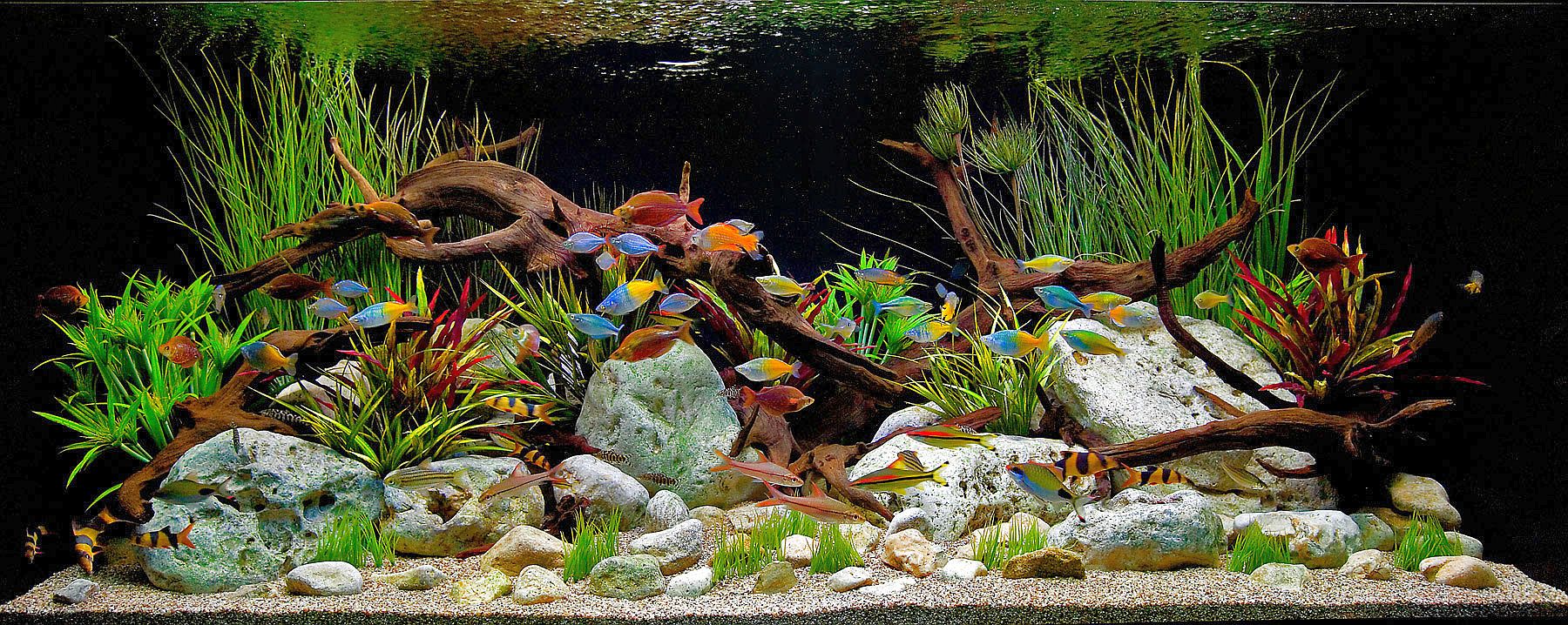Colorful Freshwater Aquarium