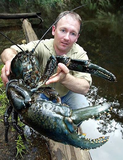 Tasmanian Giant Crayfish A. Gouldi