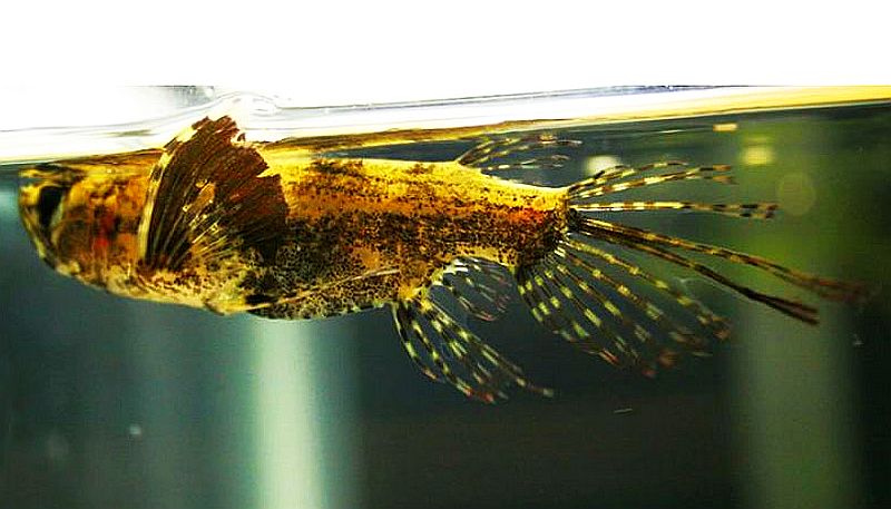 African Butterfly Fish