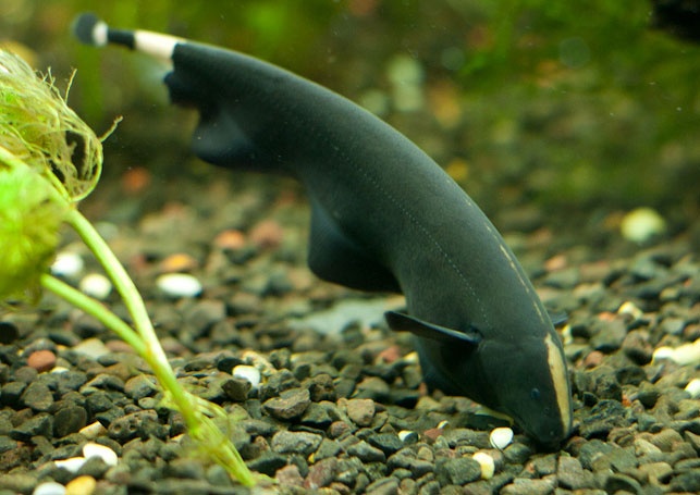 Black Ghost Knifefish 