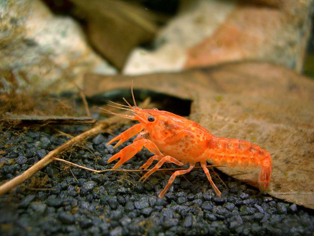 Mexican Dwarf Red Crayfish