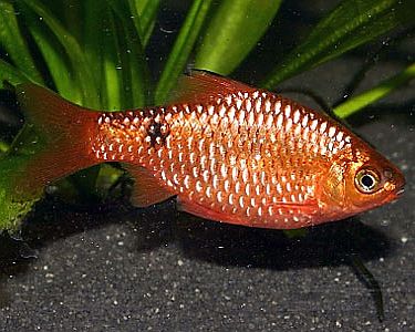 Rosy Barb (Puntius conchonius)
