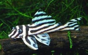Zebra Plecostomus (Hypancistrus zebra)