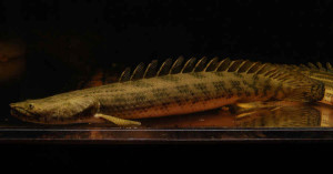 Guinean Bichir (Polypterus ansorgii)