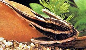 Striped Raphael Catfish (Platydoras armatulus)