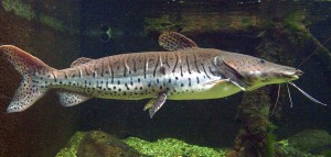 Tiger Shovelnose Catfish (Pseudoplatystoma fasciatum)