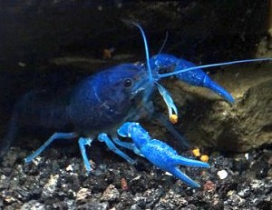 Hammers Cobalt Blue Lobster (Procambarus clarkii)