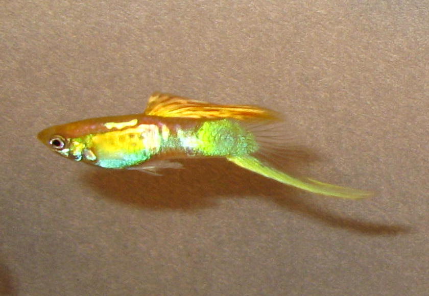 Green Vienna Lower Swordtail with Asian Blau & Yellow Fins