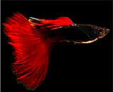 Half Black Red Moscow Fire Tail Guppy
