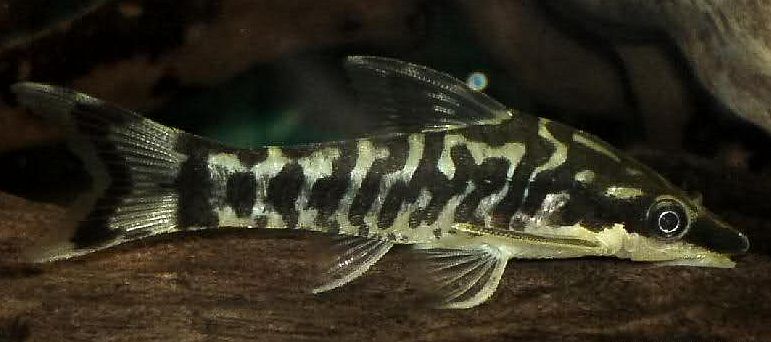 Zebra Otocinclus Catfish (Otocinclus cocama) 