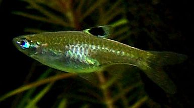 Green Eyed Rasbora (R. dorsiocellata)