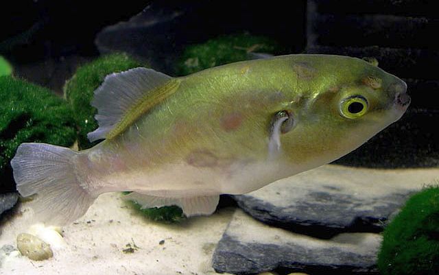 Greenbottle Pufferfish (Auriglobus nefastus)