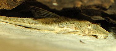 Loricaria Catfish (Loricaria sp.)
