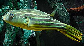 Fahaka Puffer (Tetraodon lineatus).