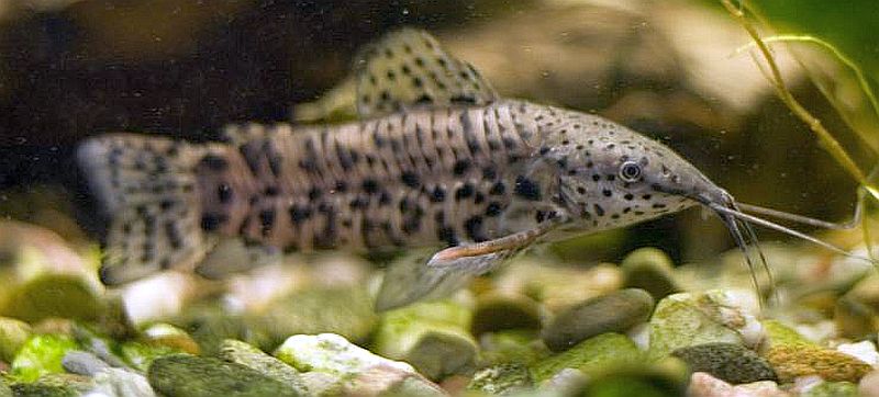 Hoplo Catfish (Hoplosternum thoracatum)