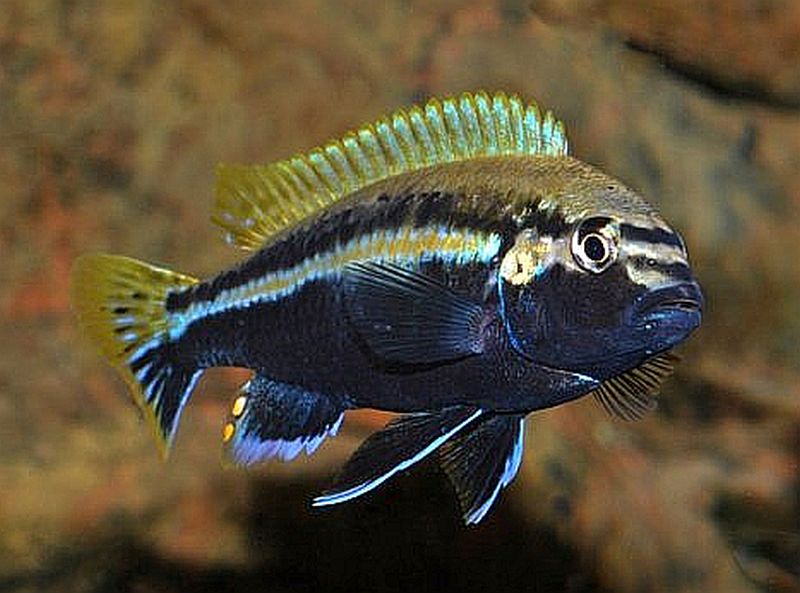 Golden Mbuna (Melanochromis auratus)