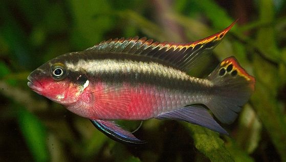 Kreibensis (Pelvicachromis pulcher)