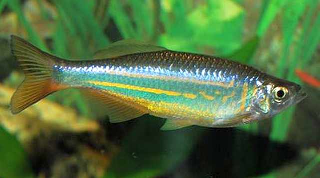 Giant Danio Devario Aequipinnatus Tropical Fish Keeping