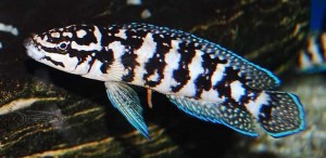 Marliers Julie (Julidochromis Marlieri)