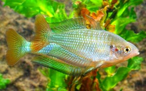 Australian Rainbowfish (Melanotaenia fluviatilis) (Murrumbidgee River)