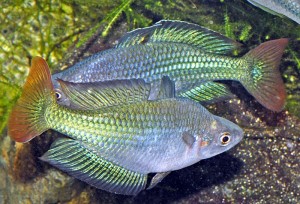 Australian Rainbowfish (Melanotaenia fluviatilis) Rudie Kuiter