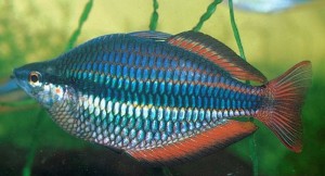 Banded Rainbowfish (Melanotaenia Trifasciata) [Goyder River]