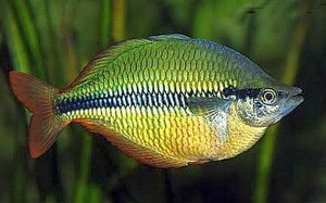 Banded Rainbowfish (Melanotaenia Trifasciata) [Goyder River, Jewel]