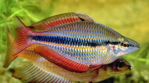 Banded Rainbowfish (Melanotaenia Trifasciata) [Rocky Bottom Creek, Goyder R]