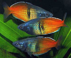 Boeseman's Rainbowfish (Melanotaenia boesemani) 