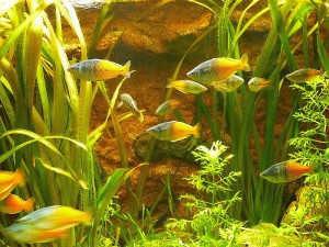 Boeseman's Rainbowfish (Melanotaenia boesemani) School