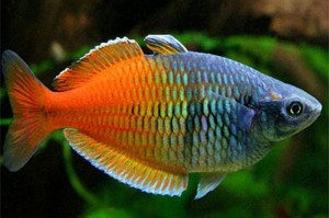 Boeseman's Rainbowfish (Melanotaenia boesemani) 