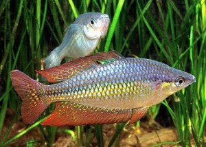 Eastern Rainbowfish (Melanotaenia splendida splendida)