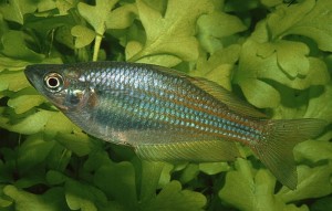 Eastern Rainbowfish (Melanotaenia splendida splendida) Rudie Kuiter