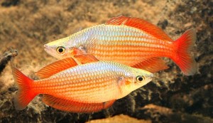Eastern Rainbowfish (Melanotaenia splendida splendida) (Wallaby Creek, Annan River)