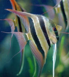 Orinoco Angelfish (Pterophyllum altum)