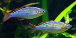 Praecox Rainbowfish (Melanotaenia praecox)
