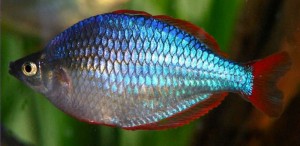 Praecox Rainbowfish (Melanotaenia praecox).