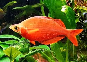 Red Rainbowfish (Glossolepis incisus)