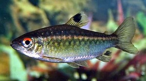 African Red-eyed Tetra (Arnoldichthys spilopterus)