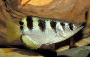 Banded Archer Fish (Toxotes jaculatrix)