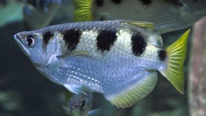Banded Archer Fish (Toxotes jaculatrix)