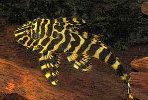 Imperial Tiger Plecostomus L134 (Peckoltia compta)