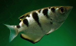 Juvenile Largescale Archerfish (Toxotes chatareus)