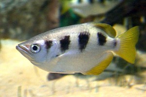 Largescale Archerfish (Toxotes chatareus)