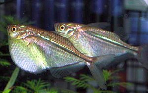 Common Hatchetfish (Gasteropelecus sternicla)