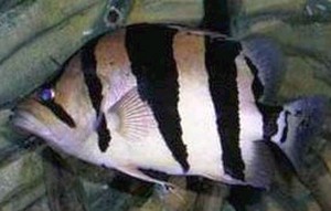 Silver Tiger Fish (Datnioides polota)