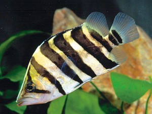Juvenile Silver Tiger Fish (Datnioides polota)