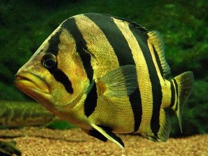 Siamese Tiger Fish (Datnioides pulcher)