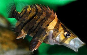 Juvenile False Siamese Tiger Fish (Datnioides microlepis) extended 